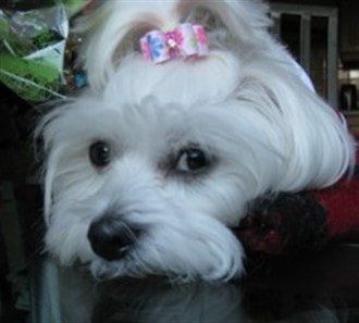 female-maltese-dog